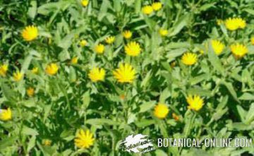 Propiedades de la caléndula silvestre – Botanical-online