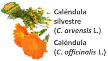 tipos calendula maravilla silvestre arvensis officinale 