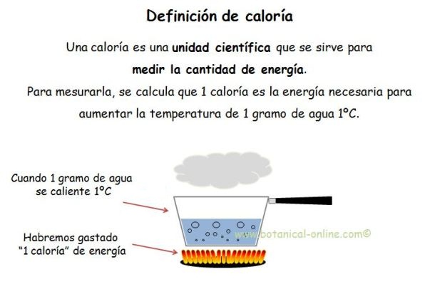 definicion caloria