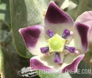 calotropis procera flor flower bloom