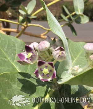 calotropis procera etiopia manzana sodoma calotrope