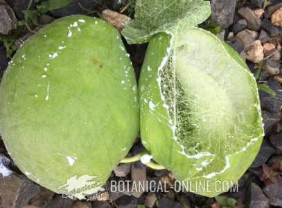 calotropis procera