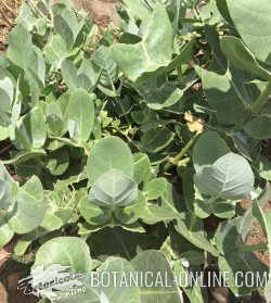 calotropis procera