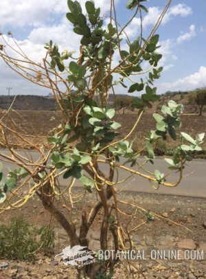 calotropis procera plant arbol arubusto