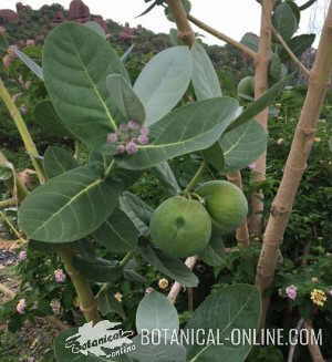 calotropis procera etiopia manzana sodoma calotrope