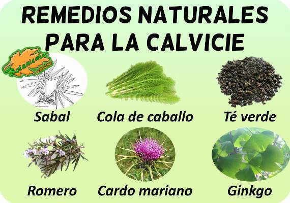 Tratamientos con para la – Botanical-online