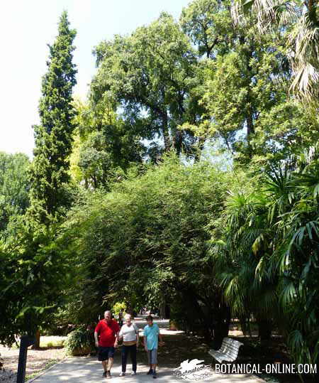 jardin botanico de valencia
