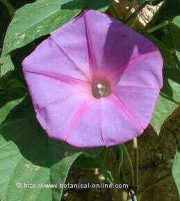 ( Ipomoea acuminata)