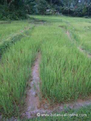 Campo de arroz en selva 