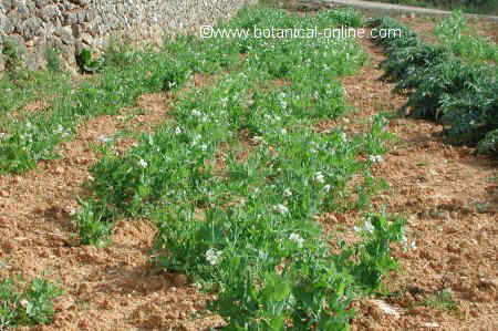 Campo de guisantes