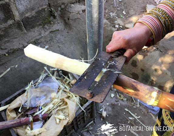 pelar caña de azucar para comer