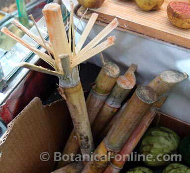 caña de azúcar en un mercado