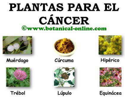 Plantas para el cancer, anticancerigenos naturales