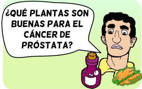 plantas medicinales cancer prostata