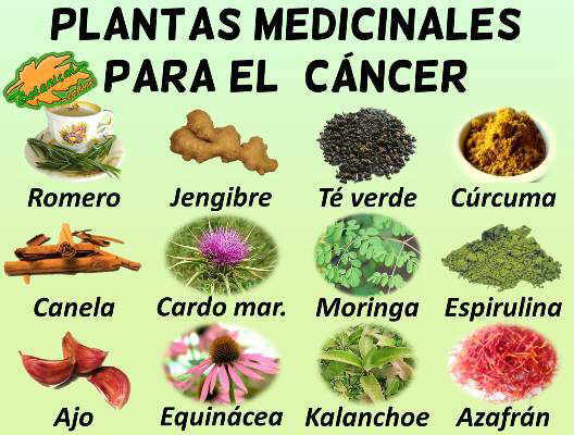 Remedios Para El Cancer Plantas Medicinales Botanical Online