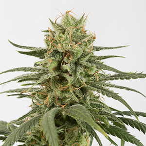 Cannabis (variedad amnesia) 