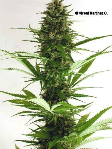 Cannabis sativa