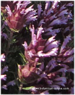 Detalle de la flor de thymus moroderi - cantahueso