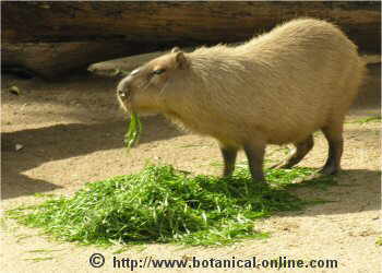 Capibara