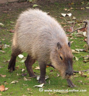 capibara