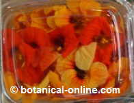 flores de capuchina