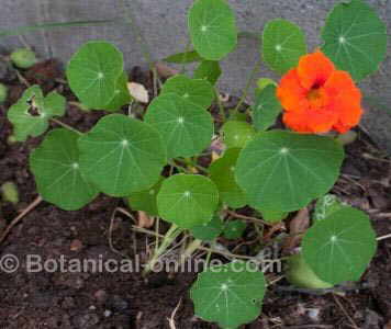 planta de capuchina o mastuerzo con flor y hojas