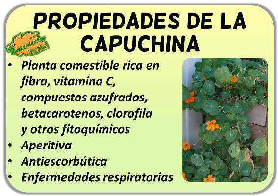 propiedades de la capuchina o mastuerzo y sus beneficios 