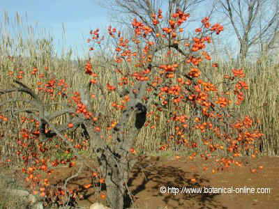 Foto de árbol de caqui o palosanto 