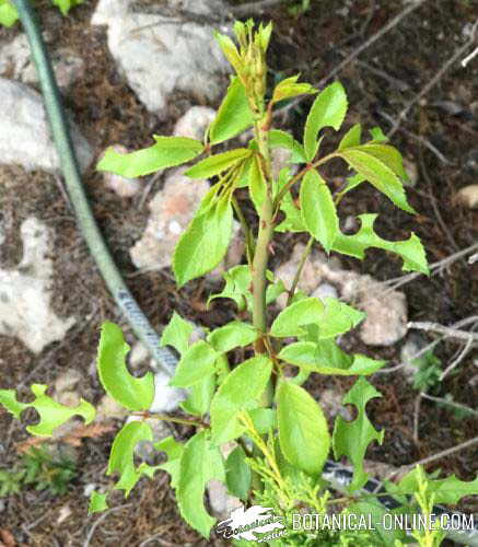 rosal caracoles