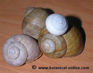 Caracol concha