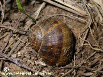 Caracol concha