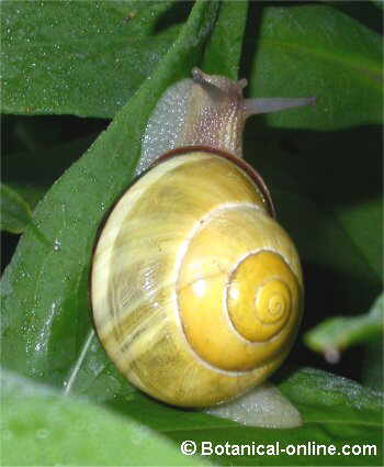 Caracol de tierra