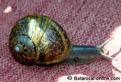 caracol común de jardín