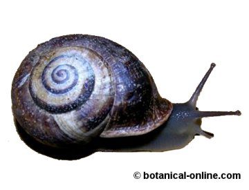 Caracol de tierra