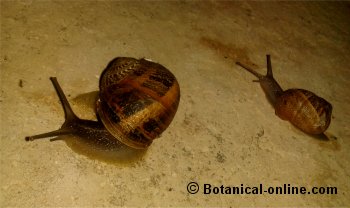 caracol de jardín