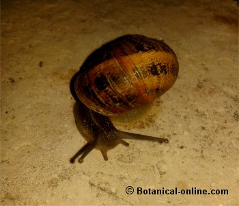 helix aspersa