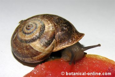 Caracol cristiano