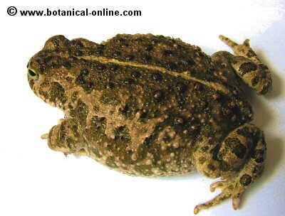 La piel de los anfibios – Botanical-online