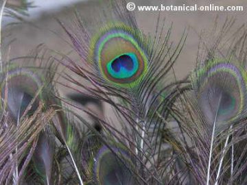 Plumas de pavo real