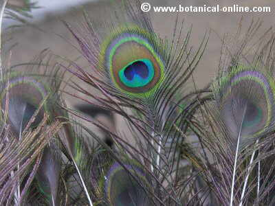 Plumas de pavo real