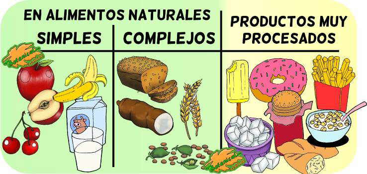 Tipos de carbohidratos – Botanical-online