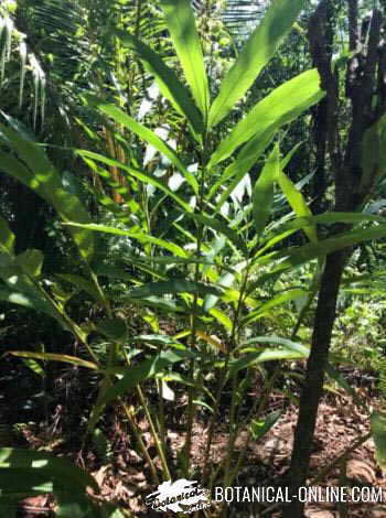 cardamomo planta hojas 