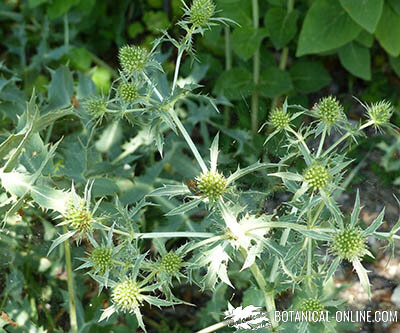 cardo corredor eryngium campestre planta medicinal