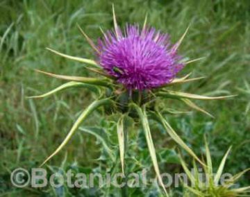 cardo mariano (Plantas que vi en el jardín botánico del Inecol.) ·  iNaturalist