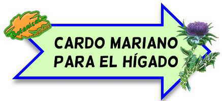 cardo mariano para el hígado