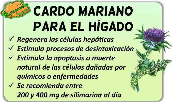 Propiedades medicinales del cardo mariano para el hígado