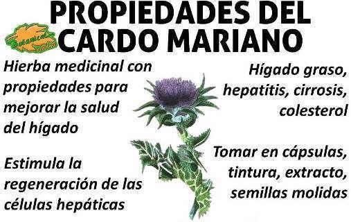 Cardo Mariano Planta Para Infusión