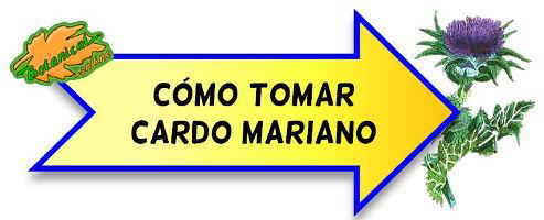 cardo mariano como tomar