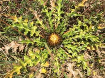 carlina alpina puerta