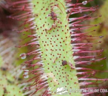 drosera